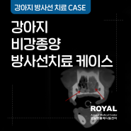 [로얄동물메디컬센터] 강아지 비강종양 방사선 치료 케이스