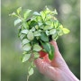 호야 ‘휴스켈리아나’ 바리에가타 Hoya heuschkeliana variegata