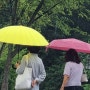 비오는 날 화사하고 예쁜 우산들