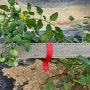 하우스대추방울토마토줄기를 지지대에 고추끈자동묶기결속기사용해서 재배관리하는 방법이에요