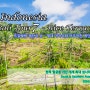 24Indonesia - 뜨갈랄랑 계단식 논(Rice Terrace)