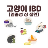 고양이 구토가 잦으면 염증성 장질환 IBD 의심해봐요