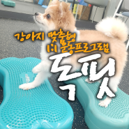 강아지운동 맞춤형 독피트니스 :: DogFit 독핏