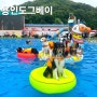 강아지수영장, 용인 도그베이 골드펫CC 올해첫수영 개시!