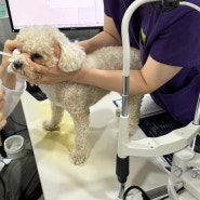 강아지 눈 결막염 증상 안과 전문병원 종합검진 후기