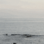 제주 서쪽 돌고래 스팟 웰컴투삼달리 촬영지 뿔소라공원