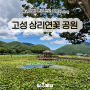 [통영여행]통영 근교 여행지 소개_경남 고성 상리연꽃공원