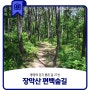 통영 걷기 좋은 길 27선 장막산 편백숲길