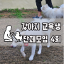 강아지 훈련 교육생 단체모임 4회, 또 성장한 몽블랑