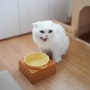 고양이 밥그릇 높이조절 되는 예쁜 애묘식기