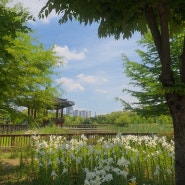 7월 대전 가볼만한곳 한밭수목원 수국과 장미보러 가족나들이