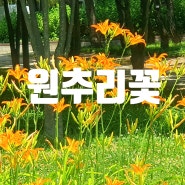 원추리꽃을 보면 잠시 근심을 잊어보세요