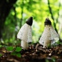 망태말뚝버섯(흰망태버섯)
