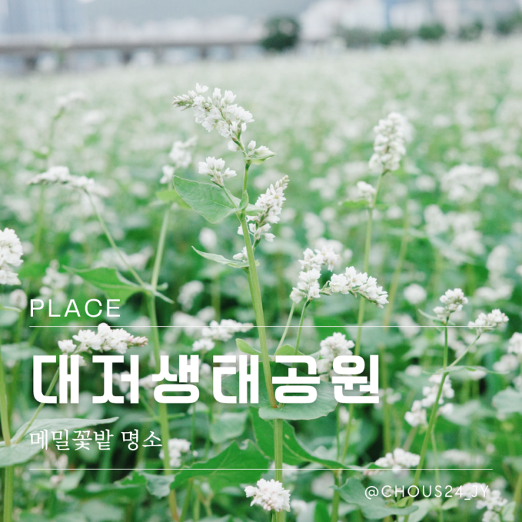 부산 강서구 가볼만한곳 대저생태공원 메밀꽃