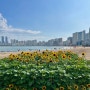 부산 해바라기명소 광안리 민락 해변공원 해바라기 개화시기