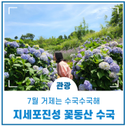 거제 지세포진성 꽃동산에 핀 수국