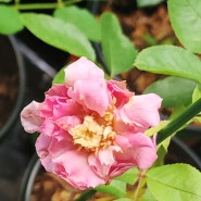 첫 꽃 따주기 이브피아제