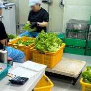 안씻고 먹어도되는 유기농 유러피안 샐러드, 자영업자분들만 보세요🥬 (+ 식자재 직거래 최저가!!)