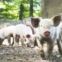 돼지 폭염 전염병 예방 질병 저항 사료 첨가물 활용