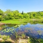 제주 습지이야기 동쪽 선흘리 습지 반못 수련 가득한 풍경 연못