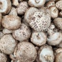 표고버섯 성분 효능 종균 넣는 법 표고버섯 먹는 법