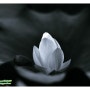 연꽃 백련 흑백사진