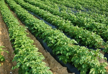 🌾 청년농부가 알려주는 감자 재배 시 주의할 점 🥔 : 네이버 블로그
