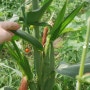 옥수수 수확시기 씨앗 심기 모종 재배 방법