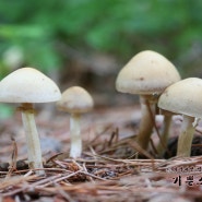 볏짚버섯 - Agrocybe praecox