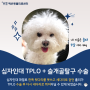 강아지 십자인대 파열 TPLO 수술보다 특별한 TPLO-M 수술법으로 더 좋은 예후!🐾