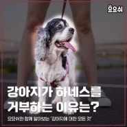 강아지가 하네스를 거부하는 이유는?