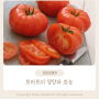 토마토의 영양과 효능