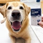 강아지 눈 영양제 백내장 관리는 페노비스 인캡슐 루테인