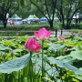충남 부여 가볼만한곳 부여 서동연꽃축제 궁남지 여행 개화현황