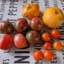 비 때문에 익기 바쁘게 수확한 토마토들