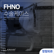 광주동물재활치료병원 FHNO 수술 사례