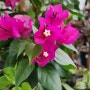 부겐베리아 키우기 부겐베리아 핑크 꽃의 진실 Bougainvillea glabra
