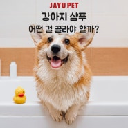 강아지 샴푸, 어떤 걸 골라야 할까?