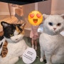 서울 여름방학 아이와 가볼만한 곳 : 국립민속박물관 고양이전시 요물,우리를 홀린 고양이