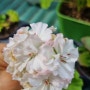 제라늄 브룩사이드베티첫꽃