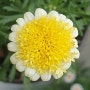 Argyranthemum Frutescens Sassy Double Yellow_목마가렛 새시 더블 옐로우