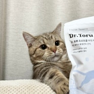 고양이 신부전증과 신장병 예방에 도움되는 영양간식 닥터토루 후기