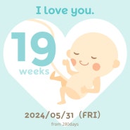 [임신15~19주]24.5월의 기록