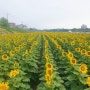 문화재 보고 청정운산 용장천 고수부지(高水敷地) 해바라기 핫플(hot place) 탐방