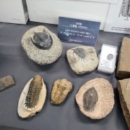 [4학년 1학기 2단원 지층과 화석] 마을배움길연구소 - 찾아가는 화석 박물관 후기