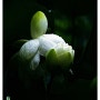 부산 홍법사 하얀 꿈 품은 백련 연꽃 봉오리