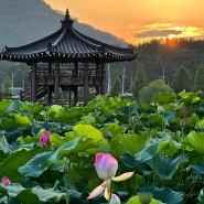 경남 함안 7월 가볼만한 곳, 연꽃테마파크 일몰 오리 풍경
