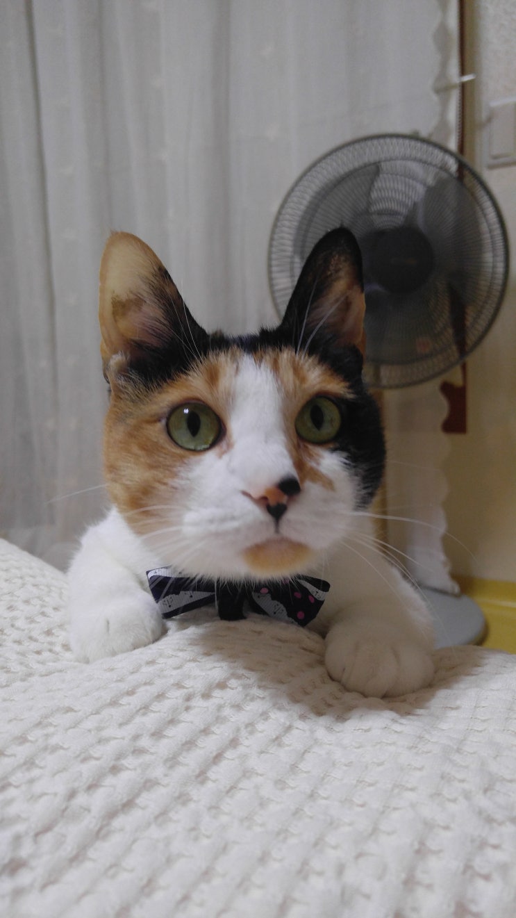 고양이를 좋아하는 사람의 성격은? : 네이버 블로그