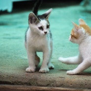 20240709_마음에 불안이 오는 고양이 사진