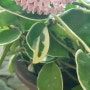 Hoya flowers